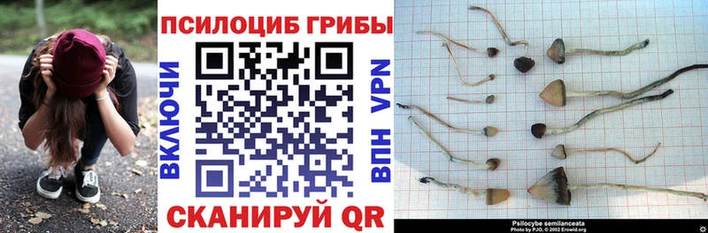 кракен вход  Надым  Галлюциногенные грибы Psilocybe 